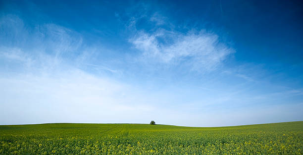 녹색 필드 blue sky 스톡 사진