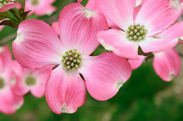 Pink Flowering Dogwood Flower close-up of pink flowering dogwood on tree branch arrowwood stock pictures, royalty-free photos & images