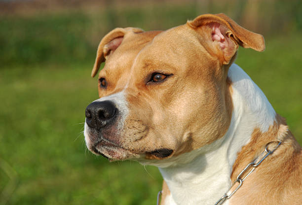 istock American staffordshire terrier 147281184