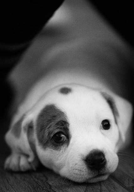 Little puppy dog laying on tile floor photographed at low angle
