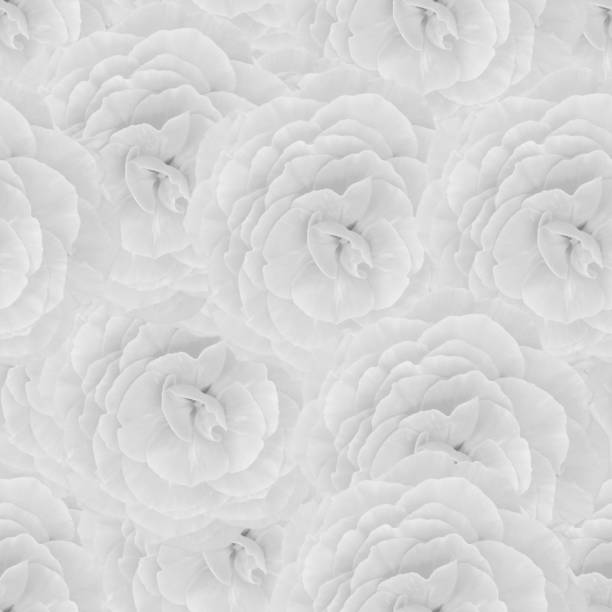 Seamless pattern with begonia flowers. White monochrome floral texture.