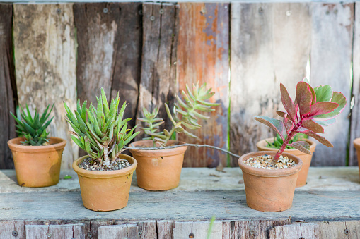 beautiful plants in Clay pots with cactus