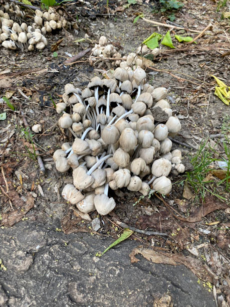istock Closeup of brittlestems mushrooms with selective focus on foreground. Coprinaceae 1472812936