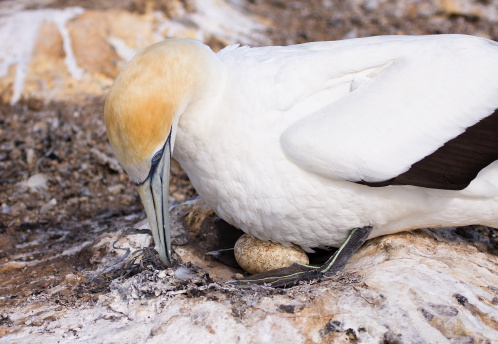 Female gannet hatching an egg in the nest. Taken at the Gannets Colony, Cape Kidnappers, Hawkes Bay, New Zealand