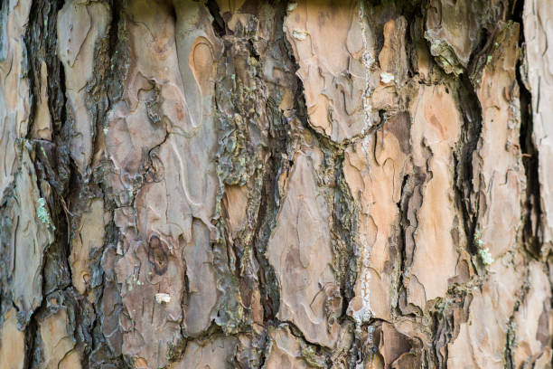 красивая сосновая кора в сосновом лесу с мхом - monica moss стоковые фото и изображения
