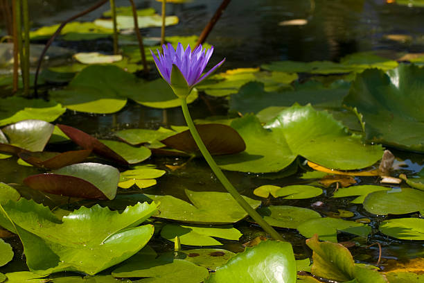 istock Violet Lilly Bangkok Beauty 147281371