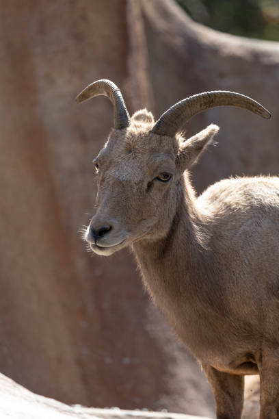 istock Close-up view of a desert bighorn sheep 1472814821