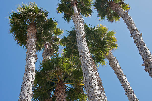 istock Grove of palm trees 147281505