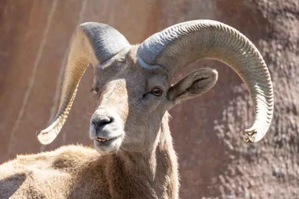 Photo of Close-up view of a desert bighorn sheep