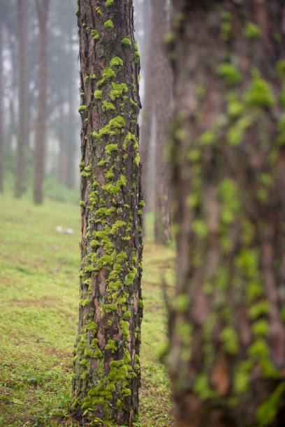 beautiful pine bark in pine forest with moss - monica moss imagens e fotografias de stock