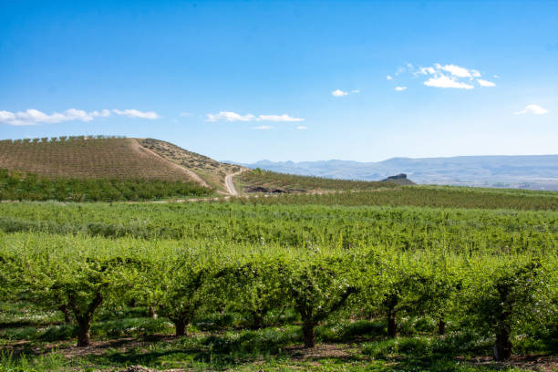 istock Winery on the Sunny Slope in Canyon County, Idaho 1472815521