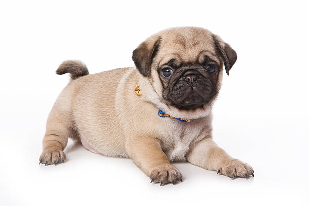 istock Pug puppy on white background 147281596