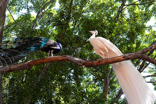 one white and one multicolored peacock perched on tree limb