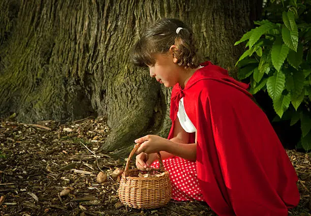 Little red riding hood picking mushrooms or fungi in the forest