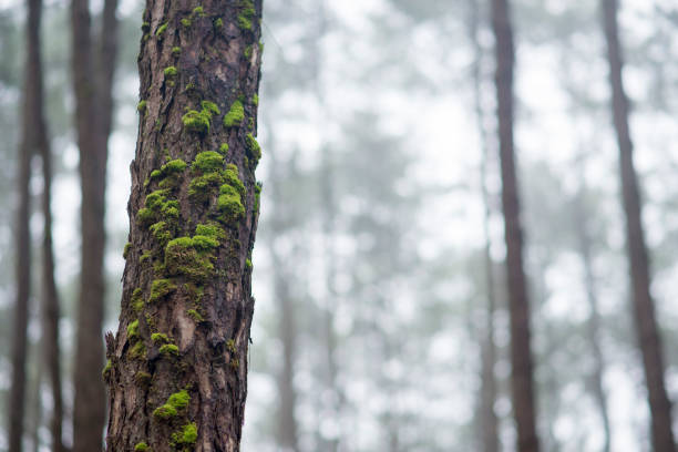 bella corteccia di pino nella pineta con muschio - monica moss foto e immagini stock