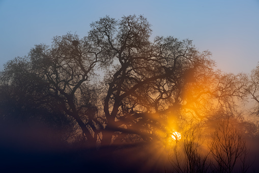 Sun rises through the trees, rays mix with early morning fog