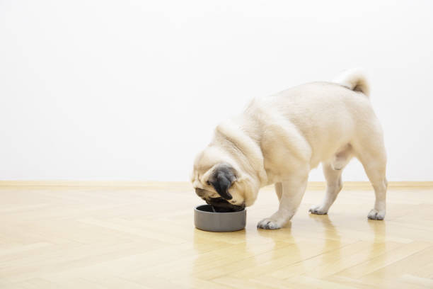 istock Beige pug dog eats food from a bowl. 1472817799