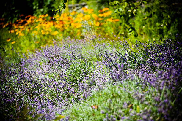 Campo di lavanda - foto stock