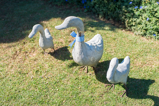 cement white Duck statue in gardent