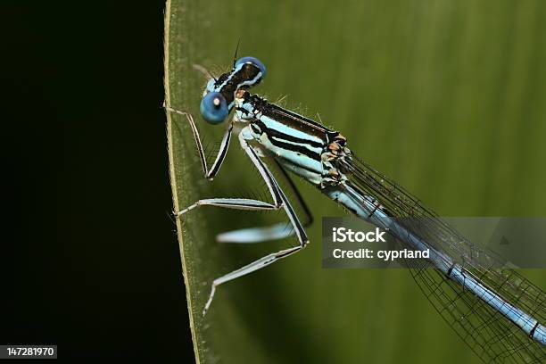 Libelle Stockfoto und mehr Bilder von Blatt - Pflanzenbestandteile - Blatt - Pflanzenbestandteile, Blau, Fotografie