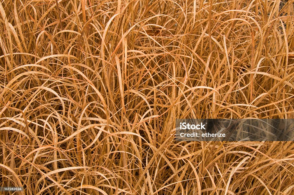 Dead Gras Hintergrund - Lizenzfrei Grashalm Stock-Foto