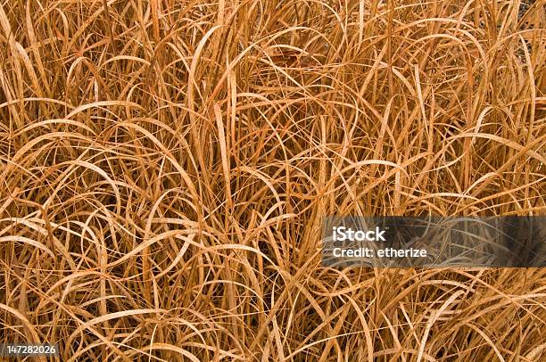 Dead Gras Hintergrund Stockfoto und mehr Bilder von Grashalm - Grashalm, Abgestorbene Pflanze, Abstrakt
