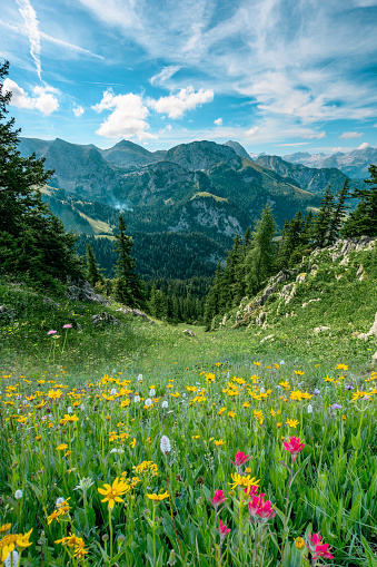Wonderful view with a flower covered meadow in the Bavarian Alps. Berchtesgadener National Park, Bavaria, Germany