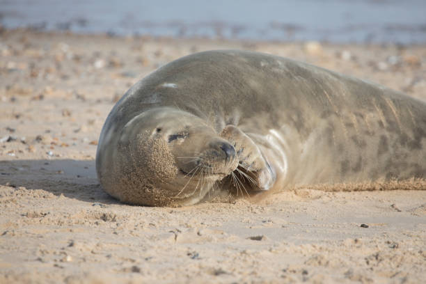 istock Grey Seal at Hosey Gap, Norfolk 1472820563