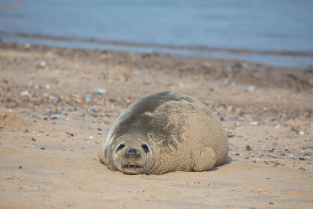 istock Grey Seal at Hosey Gap, Norfolk 1472820617