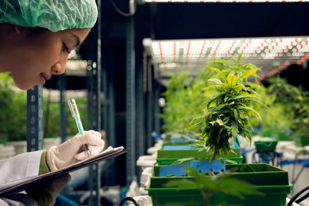 istock Female scientist research, and record data from gratifying cannabis plant in pot 1472820985