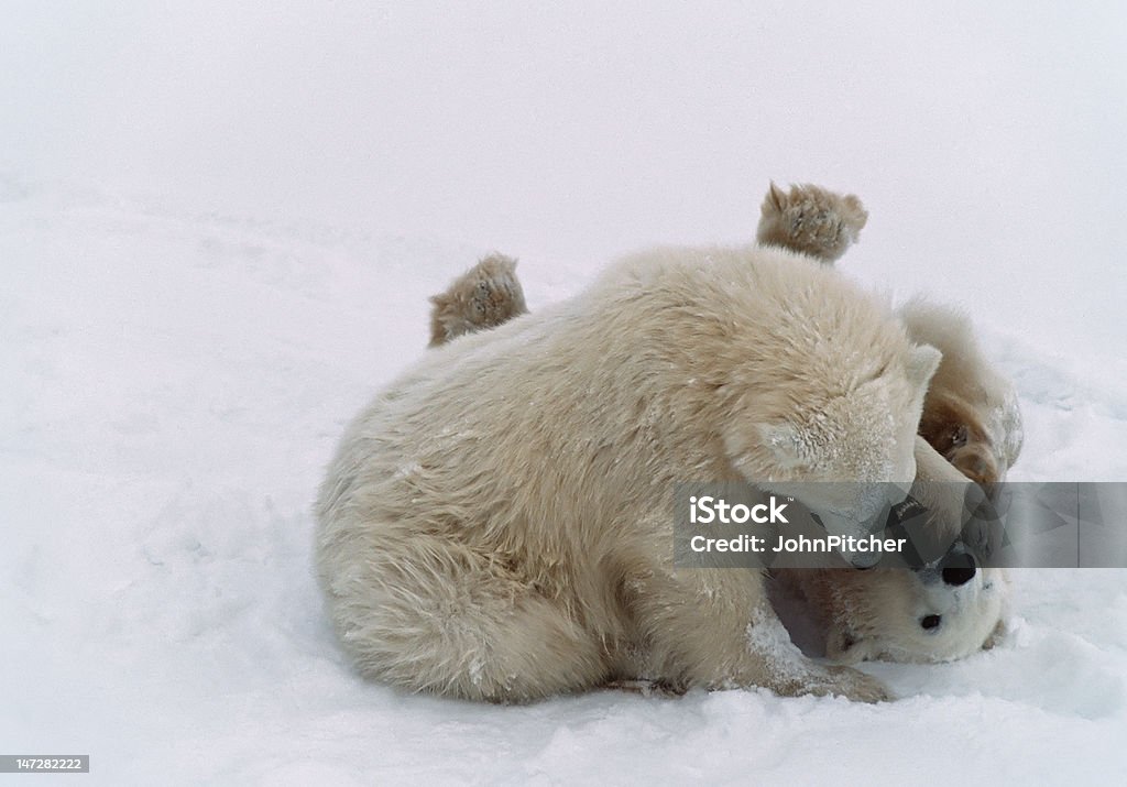Ours polaire cubs de l'Arctique canadien - Photo de Animaux à l'état sauvage libre de droits