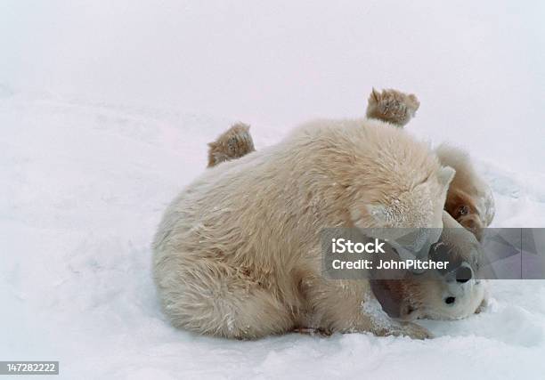 Photo libre de droit de Ours Polaire Cubs De Larctique Canadien banque d'images et plus d'images libres de droit de Animaux à l'état sauvage - Animaux à l'état sauvage, Arctique, Canada