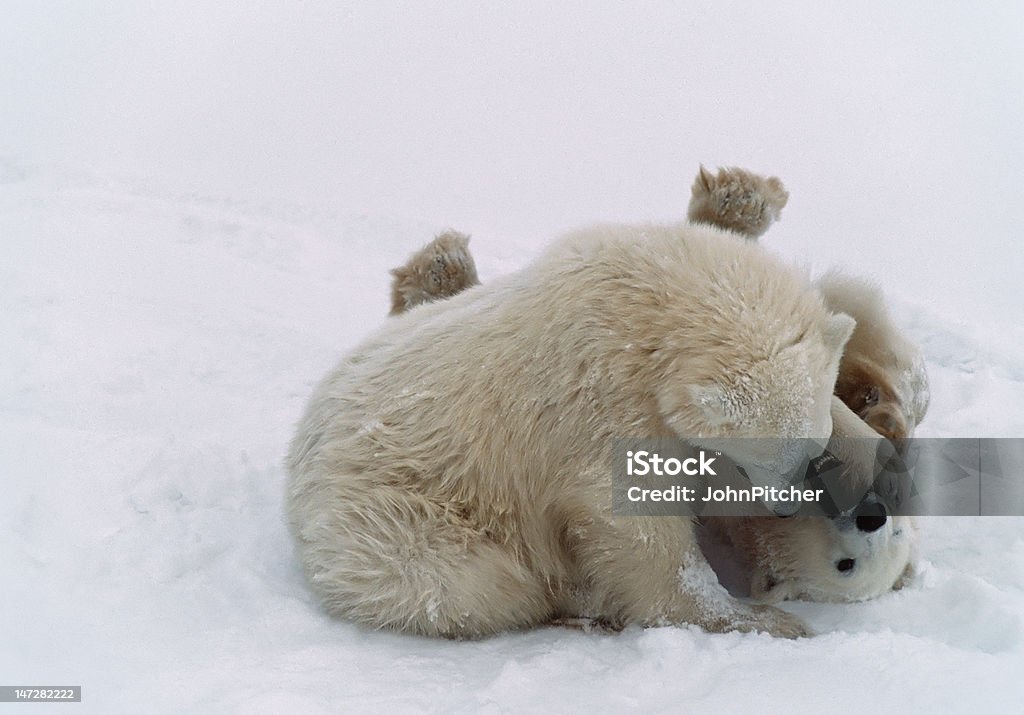 Niedźwiedź polarny Arktyczny cubs w Kanadzie - Zbiór zdjęć royalty-free (Arktyka)