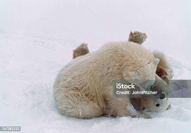 Polar Bear Cubs No Canadá Ártico - Fotografias de stock e mais imagens de Animal - Animal, Animal selvagem, Ao Ar Livre