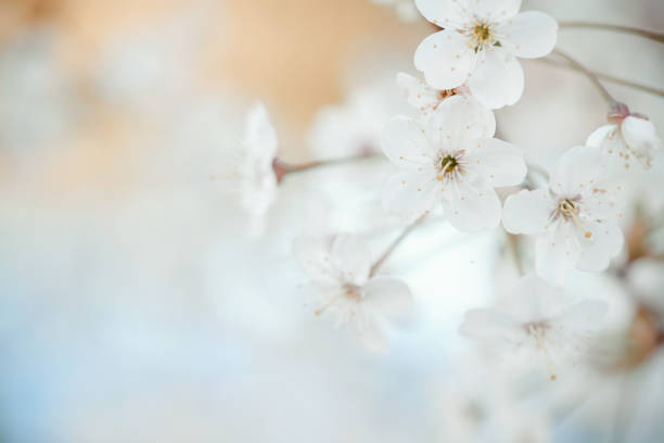 ast mit frühling blumen - flower tree spring apple blossom stock-fotos und bilder