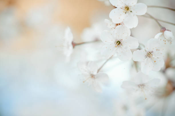 galho com flores da primavera - single flower flower pink macro - fotografias e filmes do acervo
