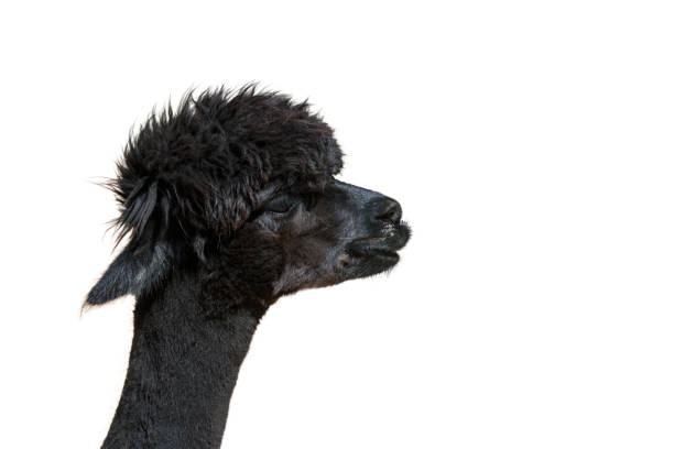 Lama At Petting Zoo Close-up of Head at The Farm