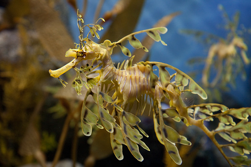 Close-up profile shot of a Leafy Sea Dragon