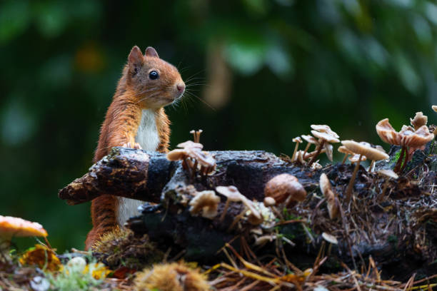 istock Eurasian red squirrel in the forest 1472823993