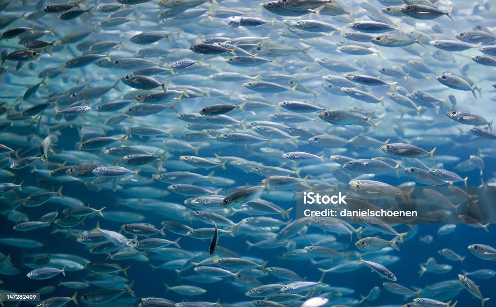 Sardinen_2 Fischschwarm Arabia Stock Photo