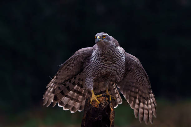 istock Northern goshawk in the forest 1472824139