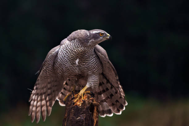 istock Northern goshawk in the forest 1472824143