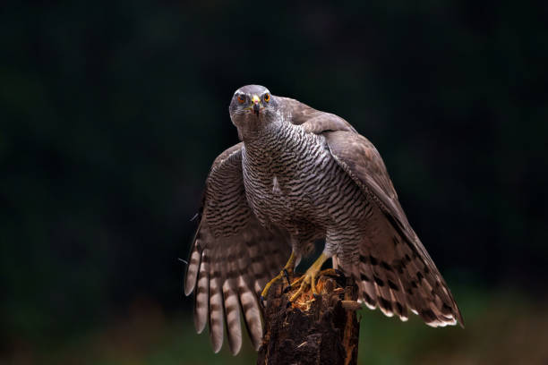 istock Northern goshawk in the forest 1472824353