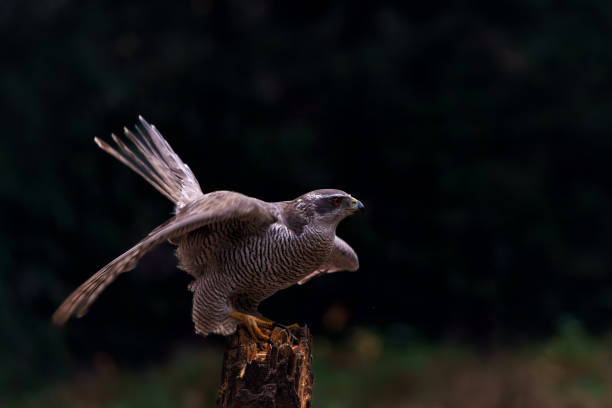 istock Northern goshawk in the forest 1472824504