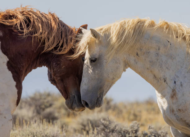 Majestic Wild Horses in Autumn in Wyoming stock photo
