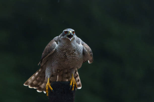 istock Northern goshawk in the forest 1472824778
