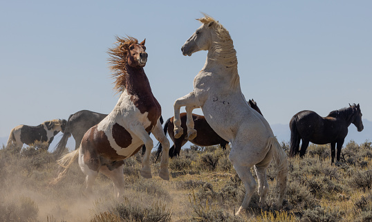 wild horses in autumn in the Wyoming desert