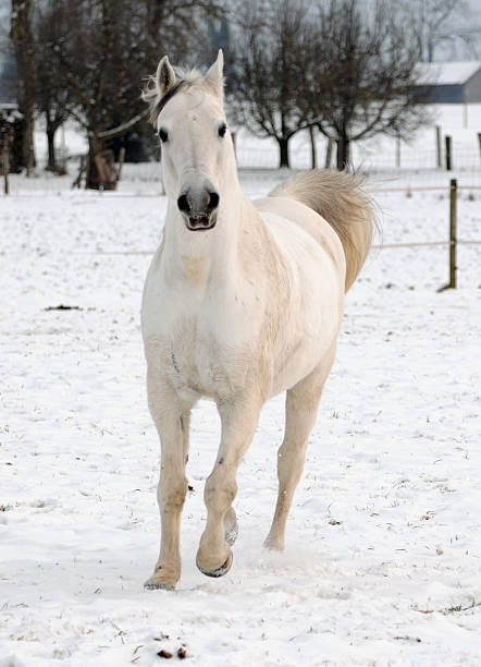 Horse in the Camargue, France