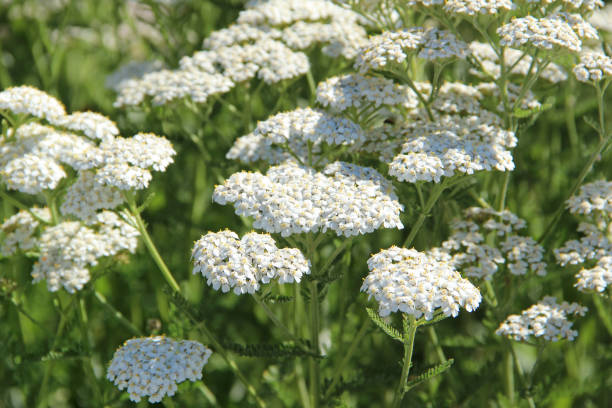 White yarrow or Achillea millefolium blooming in summer
