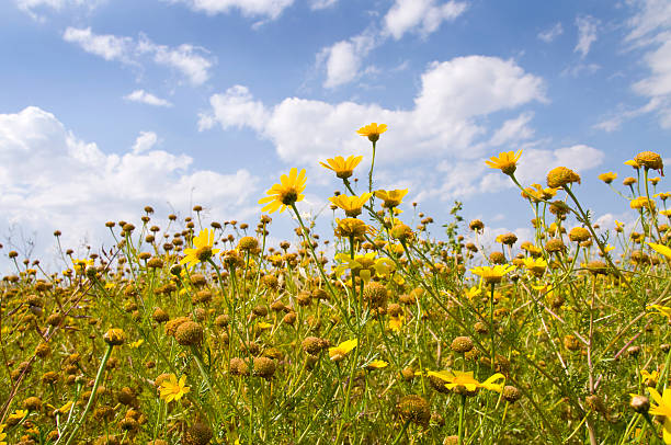 istock Yellow daisies set against blue sky and fluffy clouds 147282530